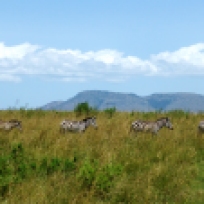 Zebra crossing in Masai Mara