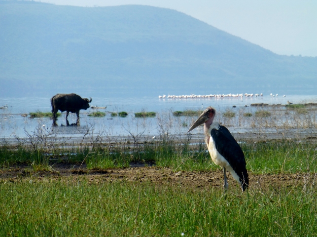 Buffalo, stalk and flamingoes at Lake Nakuru