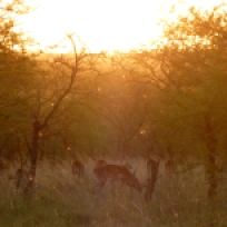 Animals in the Serengeti at sunrise