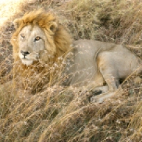 lion in the serengeti