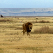 lion in ngorongoro crater