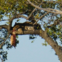 leopard in a tree eating an animal