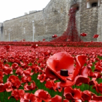 WW1 Poppies at the Tower of London